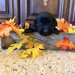 Sniper - Black male Labrador Retriever puppy in Richfield, Utah from Stormy River Retrievers