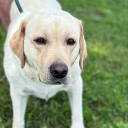 Addy - Labrador Retriever