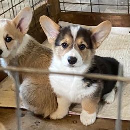 Pembroke Welsh Corgi Puppies from 24k Corgis