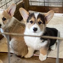 Pembroke Welsh Corgi Puppies from 24k Corgis