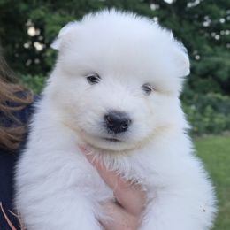 White boy - White male Samoyed puppy in Elwell, Michigan from Limelight Samoyeds