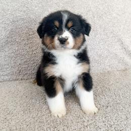 Girl 2 - Black tri-color female Australian Shepherd puppy in Rochester, Massachusetts from Clover Creek Aussies