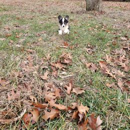 Zotz - American Corgi puppy from Shadey Lane Corgis