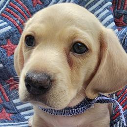 Dachshund Puppies from Watsons Dachshunds