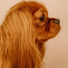 Cavalier King Charles Spaniel All Grown Up from Cavi Love