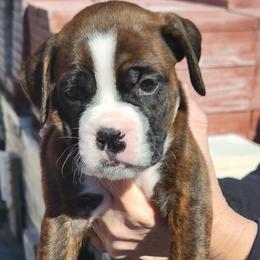 Boxer All Grown Up from Cerise's Boxers