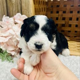Lexi - Black and white female Aussiedoodle puppy in Hamilton, Michigan from White Pine Farm