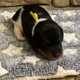 CAMI. CKC FULL RIGHTS - Black and cream female Dachshund puppy in Elizabethtown, Kentucky from Teeny Tiny Puppy Tails