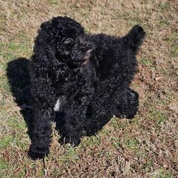 Pumpkin (aka Punky) - Black male Poodle puppy in Calvert City, Kentucky from Pawpaws Doodles