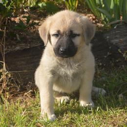 Girl 2 - Fawn Anatolian Shepherd Dog puppy in Black, Alabama from Pine Meadows Farm