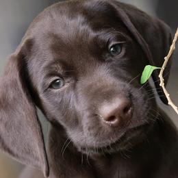 German Shorthaired Pointer puppies from VJK-MYST Kennels