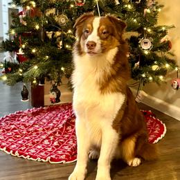 Karat - Red tri-color male Australian Shepherd puppy in Castle Rock, Washington from Zoolo Kennels