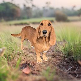 Pearl - Basset Hound