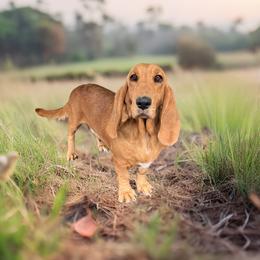Pearl - Basset Hound