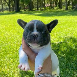 French Bulldog Puppies from Oakmont Frenchies