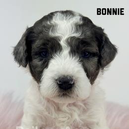 Bonnie-Petite - Parti female Goldendoodle puppy in Milford, Indiana from Railway Acres Kennel