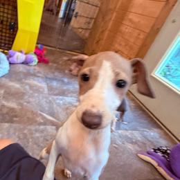 Happy boy 2 - Fawn male Italian Greyhound puppy in North Carolina from Celtic Sighthounds