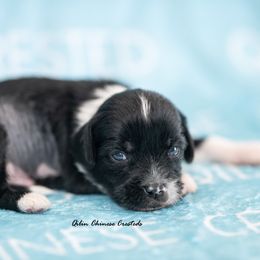 Chinese Crested Puppies from Qilin Chinese Crested