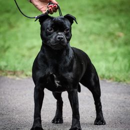 Natasha - Staffordshire Bull Terrier