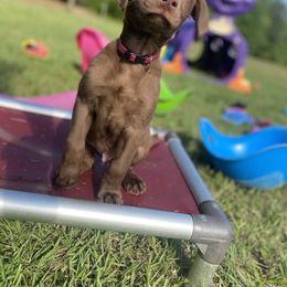 Labrador Retriever Puppies from Dry Pond Retrievers, LLC