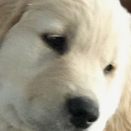 Golden Retriever and Labrador Retriever Puppies from BlueMittn Retievers