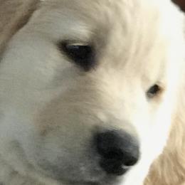 Golden Retriever and Labrador Retriever Puppies from BlueMittn Retievers