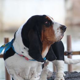 Freyja - Basset Hound