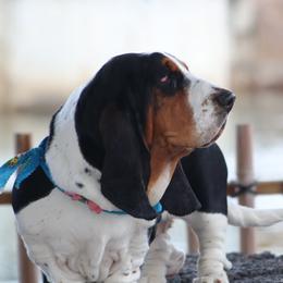 Freyja - Basset Hound
