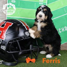 Ferris - Tri-color male Bernedoodle puppy in Heyworth, Illinois from Cobble Creek Puppies