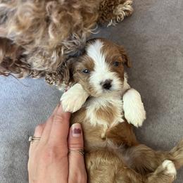 Cavapoo Puppies from Campbell Cavapoos