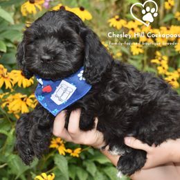 Cockapoo Puppies from Chesley Hill Cockapoos