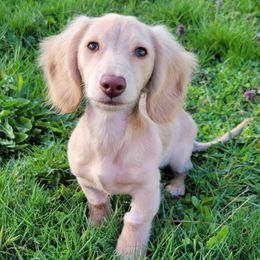 Dachshunds from Darling Dachshunds