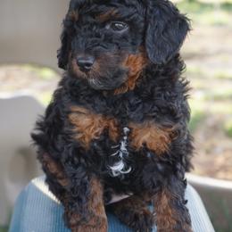 Peanut - Phantom male Poodle puppy in Caldwell, Idaho from Treasure Valley Poodles