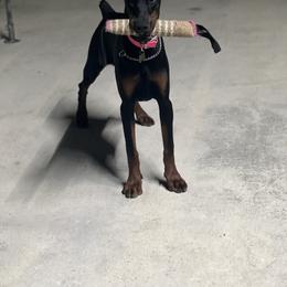 Doberman Pinscher Puppies from El Mareya Misthios Kennel
