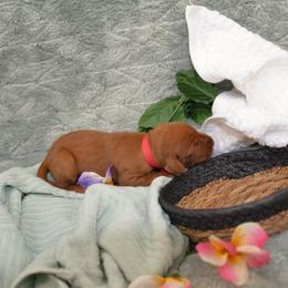 Miss Dark Pink - Golden rust female Vizsla puppy in Lexington, Kentucky from Summit Vizsla (we can deliver to you)