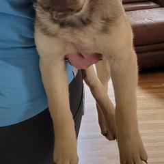 Fiasco - Deadgrass Chesapeake Bay Retriever puppy in Franktown, Colorado from Dovecreek Chesapeake Bay retrievers
