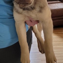 Fiasco - Deadgrass Chesapeake Bay Retriever puppy in Franktown, Colorado from Dovecreek Chesapeake Bay retrievers