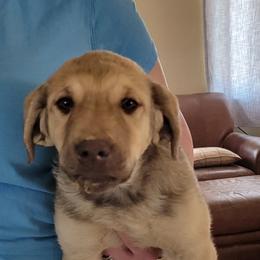 Fiasco - Deadgrass Chesapeake Bay Retriever puppy in Franktown, Colorado from Dovecreek Chesapeake Bay retrievers