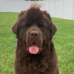Lola - Newfoundland