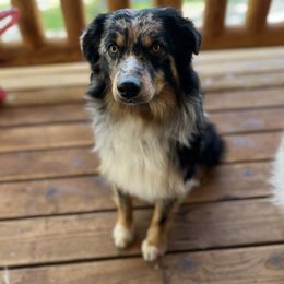 Australian Shepherd and Miniature Australian Shepherd Puppies from Integrity Aussies Tx
