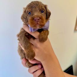 Fawn - Merle female Goldendoodle puppy in Norcross, Georgia from Teddy Puppies