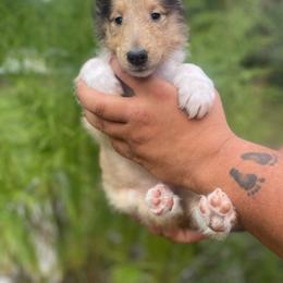 Cassadee - Sable and white female Collie puppy in Easley, South Carolina from Sweetgrass Collies