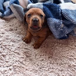 Catlin - Sable female Dachshund puppy in Madisonville, Texas from Little B’s Dachshund Farm