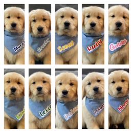 Golden Retriever Puppies from Golden Wise