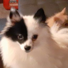 Kenzie - Pomeranian