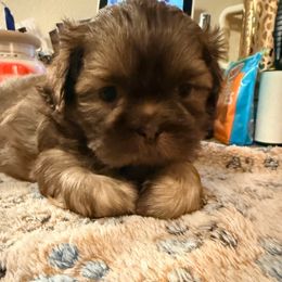 Brutus - Liver male Shih Tzu puppy in Ocean Springs, Mississippi from Wood Foo Breeders