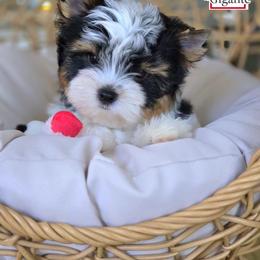 Biewer Terrier and Yorkshire Terrier Puppies from Corazon de gigante