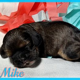 Mike - Sable male Cocker Spaniel puppy in Clinton, Oklahoma from Enchanted Spaniels