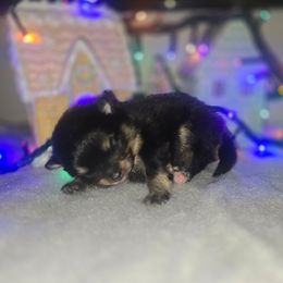 Hazelnut - Black and tan male Pomeranian puppy in Buckeye, Arizona from BL Poms Heaven