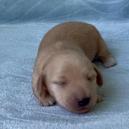 Brittany - Cream female Dachshund puppy in Pilot Point, Texas from Diamond B Doxies